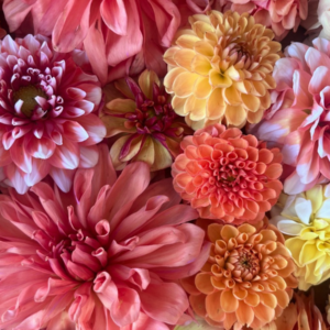 Dahlia Tuber Grab Bag